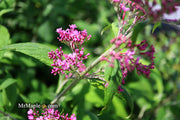 - Buddleia davidii 'Pink Delight' Butterflybush - Mr Maple │ Buy Japanese Maple Trees