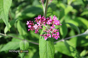 - Buddleia davidii 'Pink Delight' Butterflybush - Mr Maple │ Buy Japanese Maple Trees