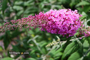 - Buddleia davidii 'Pink Delight' Butterflybush - Mr Maple │ Buy Japanese Maple Trees