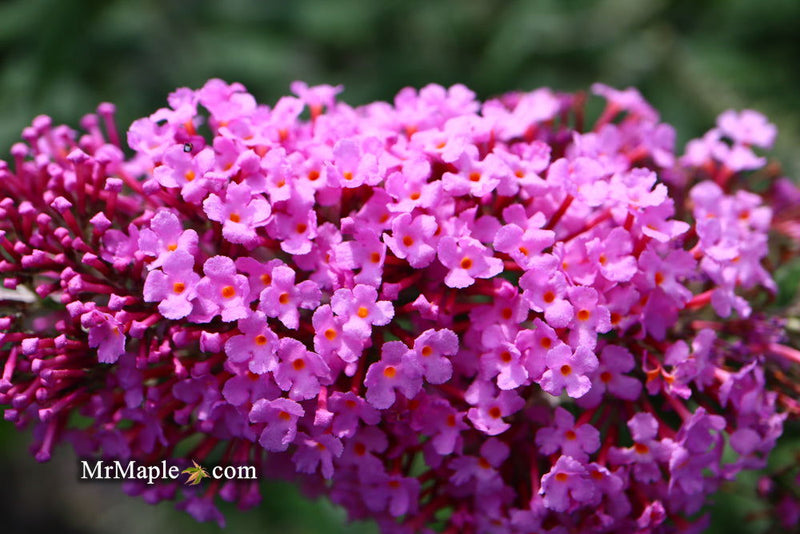 - Buddleia davidii 'Pink Delight' Butterflybush - Mr Maple │ Buy Japanese Maple Trees