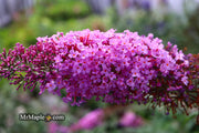 - Buddleia davidii 'Pink Delight' Butterflybush - Mr Maple │ Buy Japanese Maple Trees