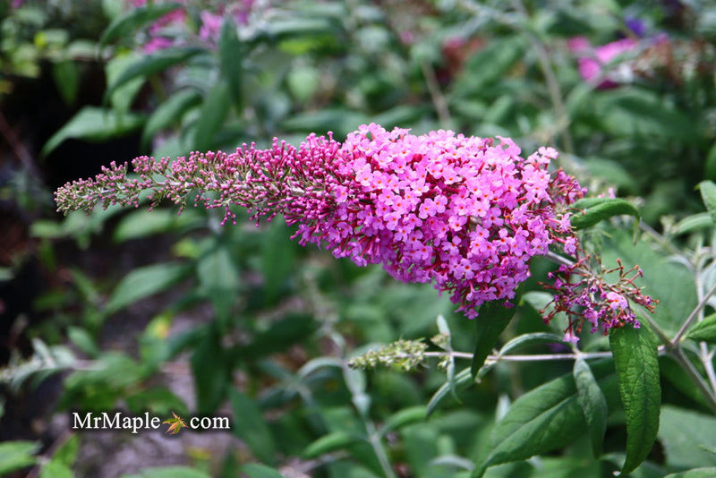 - Buddleia davidii 'Pink Delight' Butterflybush - Mr Maple │ Buy Japanese Maple Trees