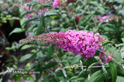 - Buddleia davidii 'Pink Delight' Butterflybush - Mr Maple │ Buy Japanese Maple Trees