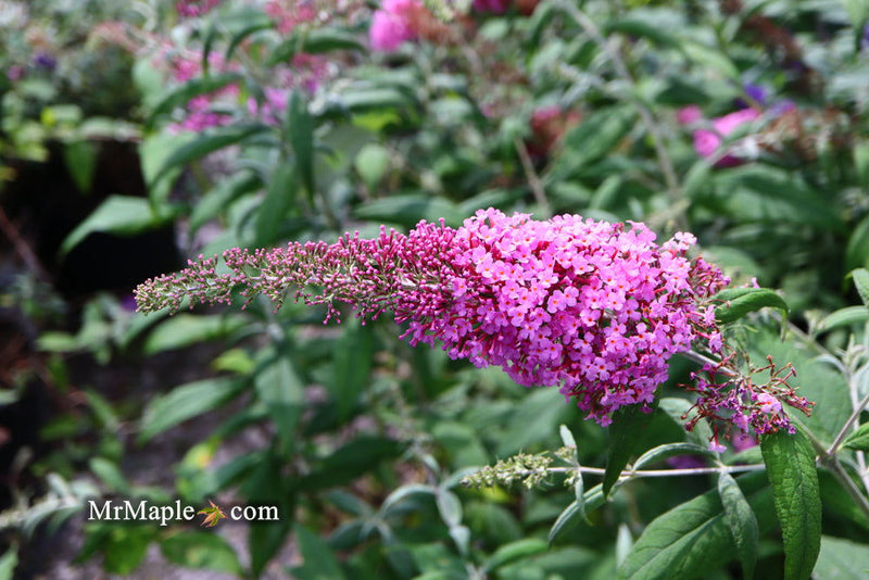 - Buddleia davidii 'Pink Delight' Butterflybush - Mr Maple │ Buy Japanese Maple Trees