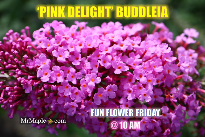 - Buddleia davidii 'Pink Delight' Butterflybush - Mr Maple │ Buy Japanese Maple Trees
