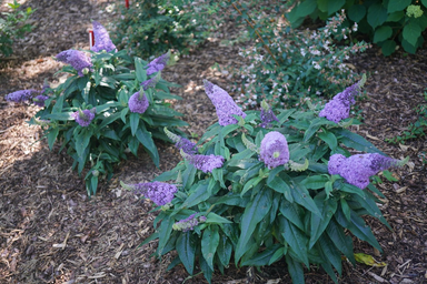 - Buddleia davidii 'Pugster Amethyst' Butterflybush - Mr Maple │ Buy Japanese Maple Trees