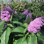 - Buddleia davidii 'Pugster Amethyst' Butterflybush - Mr Maple │ Buy Japanese Maple Trees