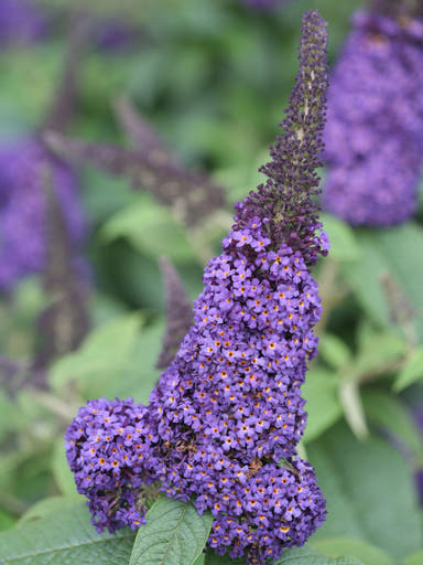- Buddleia davidii 'Pugster Blue' Butterflybush - Mr Maple │ Buy Japanese Maple Trees