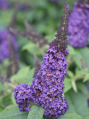 - Buddleia davidii 'Pugster Blue' Butterflybush - Mr Maple │ Buy Japanese Maple Trees