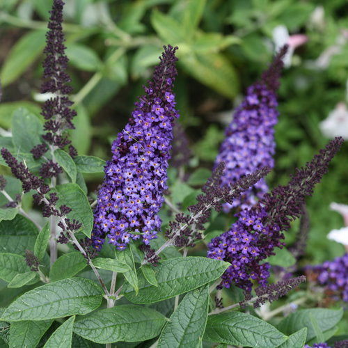 Buddleia davidii Butterflybush