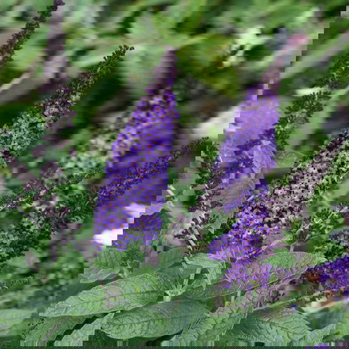 - Buddleia davidii 'Pugster Blue' Butterflybush - Mr Maple │ Buy Japanese Maple Trees