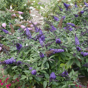 - Buddleia davidii 'Pugster Blue' Butterflybush - Mr Maple │ Buy Japanese Maple Trees