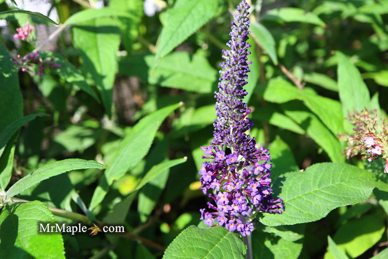 - Buddleia davidii 'Pugster Blue' Butterflybush - Mr Maple │ Buy Japanese Maple Trees