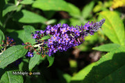 - Buddleia davidii 'Pugster Blue' Butterflybush - Mr Maple │ Buy Japanese Maple Trees