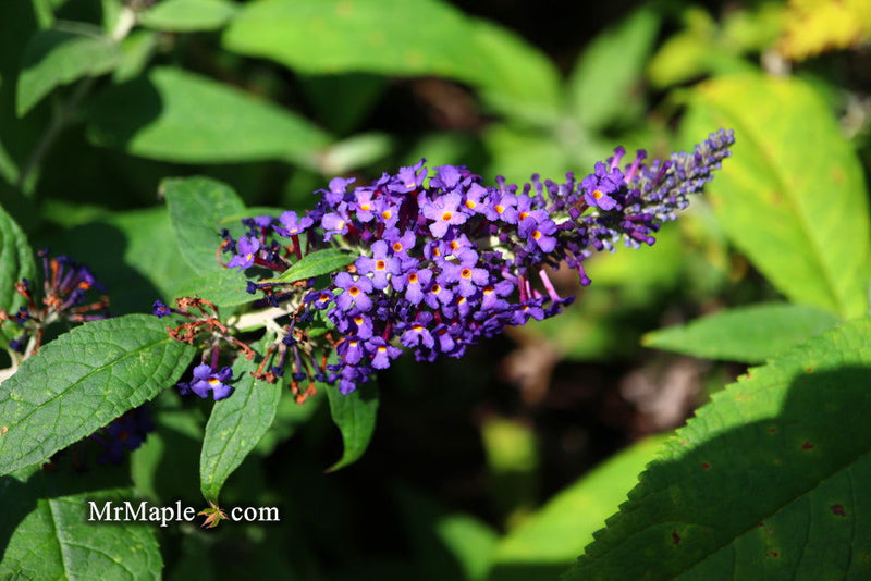 - Buddleia davidii 'Pugster Blue' Butterflybush - Mr Maple │ Buy Japanese Maple Trees