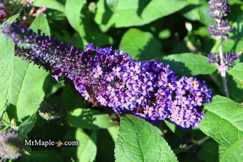 - Buddleia davidii 'Pugster Blue' Butterflybush - Mr Maple │ Buy Japanese Maple Trees