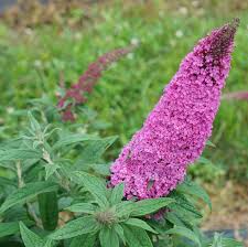 - Buddleia davidii 'Pugster Pink' Butterflybush - Mr Maple │ Buy Japanese Maple Trees