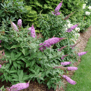 - Buddleia davidii 'Pugster Pink' Butterflybush - Mr Maple │ Buy Japanese Maple Trees