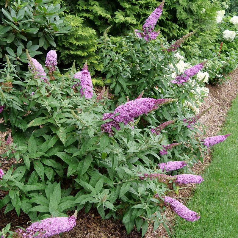 - Buddleia davidii 'Pugster Pink' Butterflybush - Mr Maple │ Buy Japanese Maple Trees