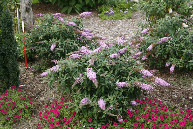 - Buddleia davidii 'Pugster Pink' Butterflybush - Mr Maple │ Buy Japanese Maple Trees