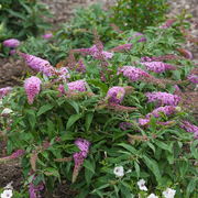 - Buddleia davidii 'Pugster Pink' Butterflybush - Mr Maple │ Buy Japanese Maple Trees