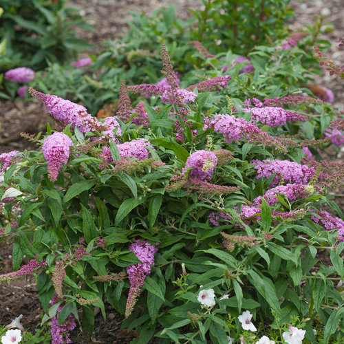 - Buddleia davidii 'Pugster Pink' Butterflybush - Mr Maple │ Buy Japanese Maple Trees