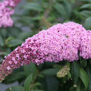 - Buddleia davidii 'Pugster Pink' Butterflybush - Mr Maple │ Buy Japanese Maple Trees