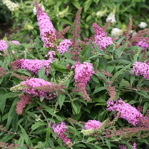 - Buddleia davidii 'Pugster Pink' Butterflybush - Mr Maple │ Buy Japanese Maple Trees