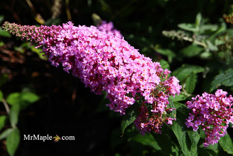 - Buddleia davidii 'Pugster Pink' Butterflybush - Mr Maple │ Buy Japanese Maple Trees