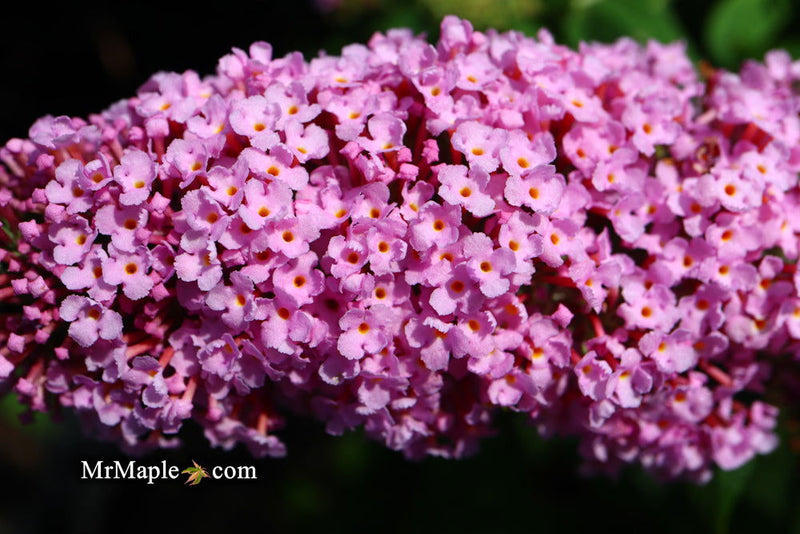 - Buddleia davidii 'Pugster Pink' Butterflybush - Mr Maple │ Buy Japanese Maple Trees