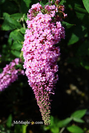 - Buddleia davidii 'Pugster Pink' Butterflybush - Mr Maple │ Buy Japanese Maple Trees