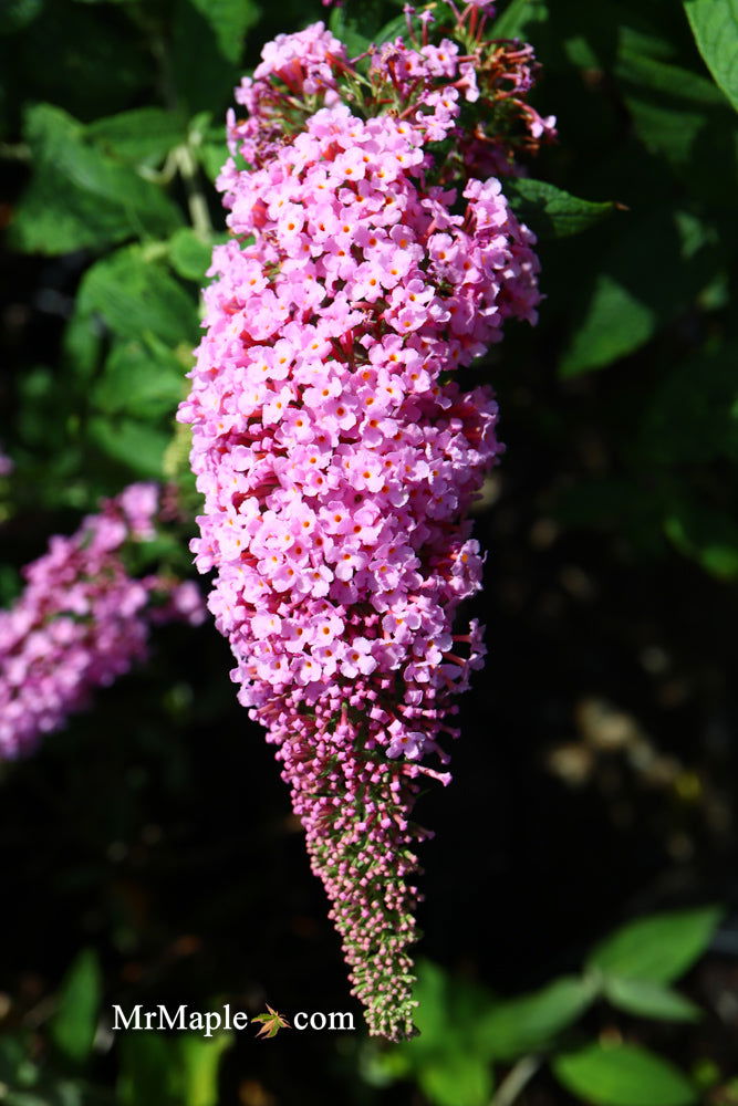 - Buddleia davidii 'Pugster Pink' Butterflybush - Mr Maple │ Buy Japanese Maple Trees