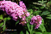 - Buddleia davidii 'Pugster Pink' Butterflybush - Mr Maple │ Buy Japanese Maple Trees