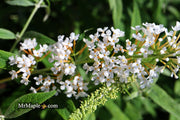 - Buddleia davidii 'White Ball' Butterflybush - Mr Maple │ Buy Japanese Maple Trees