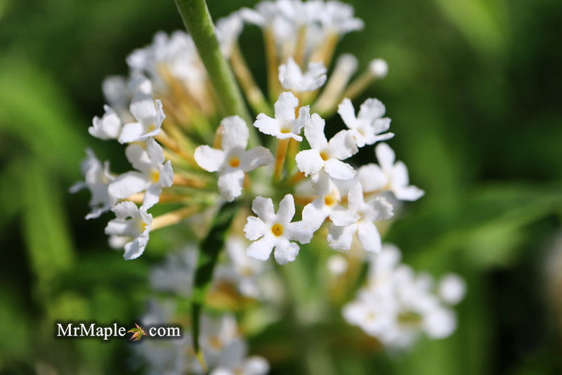 - Buddleia davidii 'White Ball' Butterflybush - Mr Maple │ Buy Japanese Maple Trees