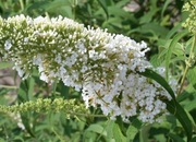 - Buddleia davidii 'White Ball' Butterflybush - Mr Maple │ Buy Japanese Maple Trees