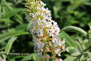 - Buddleia davidii 'White Ball' Butterflybush - Mr Maple │ Buy Japanese Maple Trees