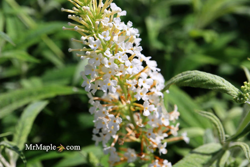 - Buddleia davidii 'White Ball' Butterflybush - Mr Maple │ Buy Japanese Maple Trees