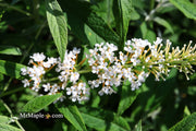 - Buddleia davidii 'White Ball' Butterflybush - Mr Maple │ Buy Japanese Maple Trees