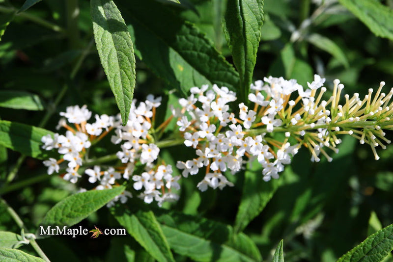 - Buddleia davidii 'White Ball' Butterflybush - Mr Maple │ Buy Japanese Maple Trees