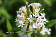 - Buddleia davidii 'White Ball' Butterflybush - Mr Maple │ Buy Japanese Maple Trees