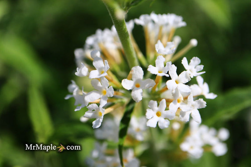 - Buddleia davidii 'White Ball' Butterflybush - Mr Maple │ Buy Japanese Maple Trees
