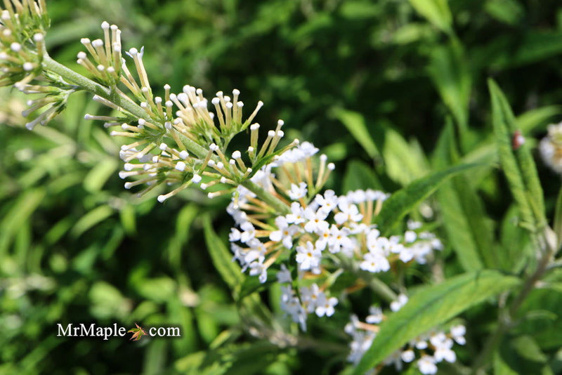 - Buddleia davidii 'White Ball' Butterflybush - Mr Maple │ Buy Japanese Maple Trees