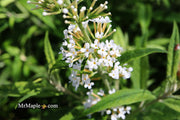 - Buddleia davidii 'White Ball' Butterflybush - Mr Maple │ Buy Japanese Maple Trees