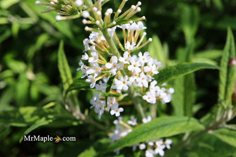 - Buddleia davidii 'White Ball' Butterflybush - Mr Maple │ Buy Japanese Maple Trees