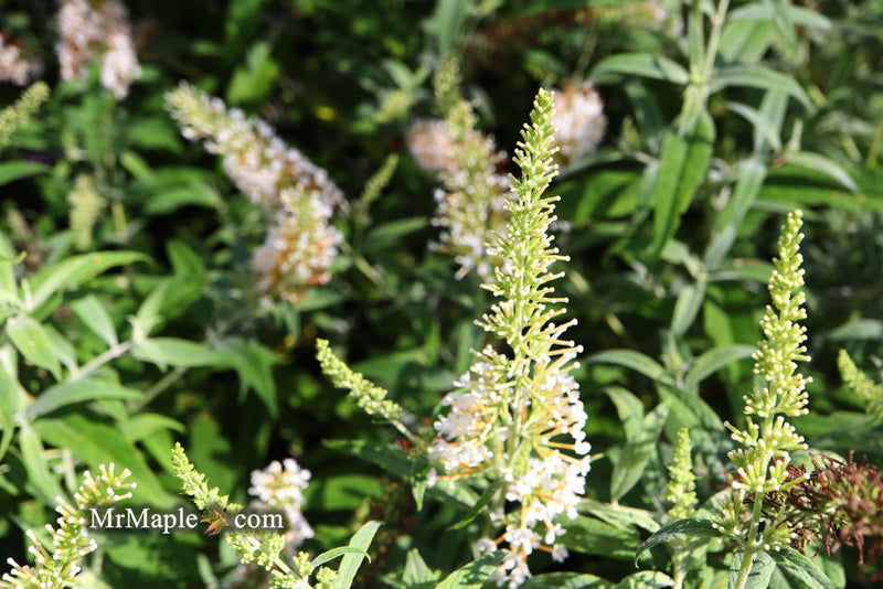 - Buddleia davidii 'White Ball' Butterflybush - Mr Maple │ Buy Japanese Maple Trees