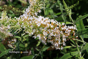 - Buddleia davidii 'White Ball' Butterflybush - Mr Maple │ Buy Japanese Maple Trees