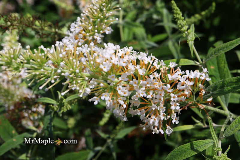 - Buddleia davidii 'White Ball' Butterflybush - Mr Maple │ Buy Japanese Maple Trees