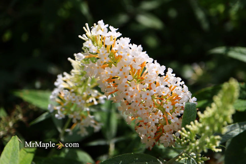 - Buddleia davidii 'White Ball' Butterflybush - Mr Maple │ Buy Japanese Maple Trees