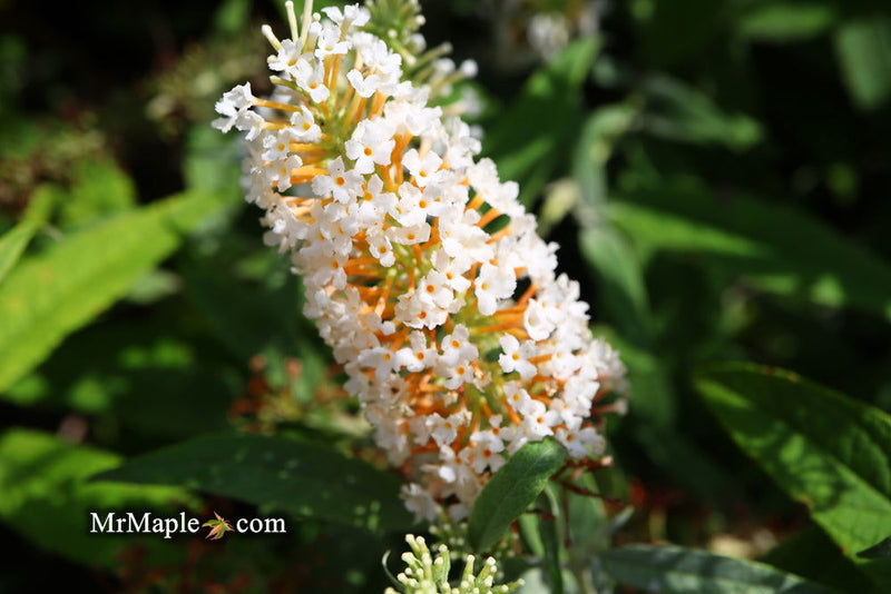 - Buddleia davidii 'White Ball' Butterflybush - Mr Maple │ Buy Japanese Maple Trees